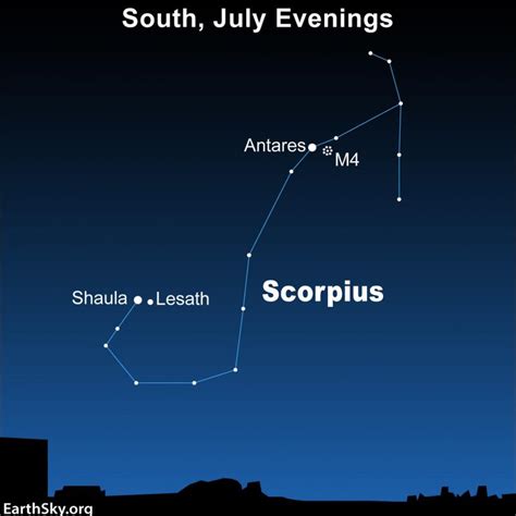 Scorpius The Scorpion Is A Summertime Delight