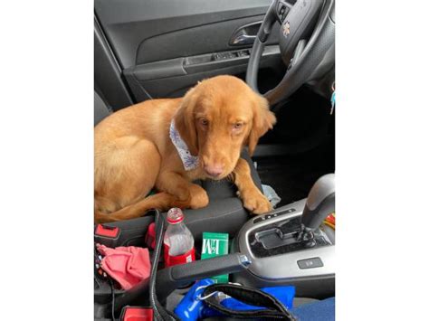 For this reason, you should keep a close. Beautiful red golden retriever puppy for rehoming in Miami, Florida - Puppies for Sale Near Me