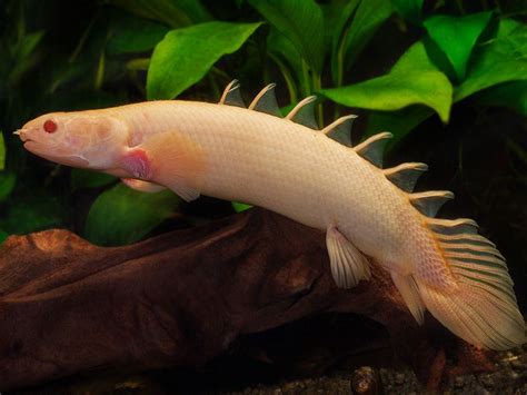 Polypterus Senegalus Albino Compre Na Kauar Frete Fixo