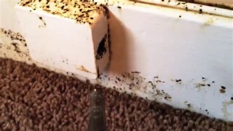 What Do Thousands Of Bed Bugs In An Apartment Look Like Youtube