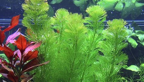 5 Best Freshwater Aquarium Plants Guide For Beginners