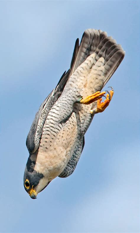 Britains Birds Of Prey The Country Life Guide To All Of The Uks