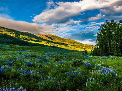 Wallpaper Usa Colorado Beautiful Nature Mountains Meadows Flowers