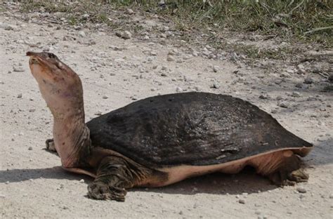 Largest Freshwater Turtle