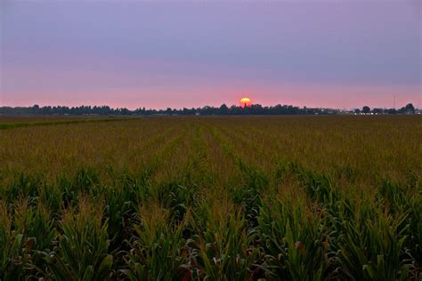 Sunset Over Corn Fields Near The California Delta Traveltuesday