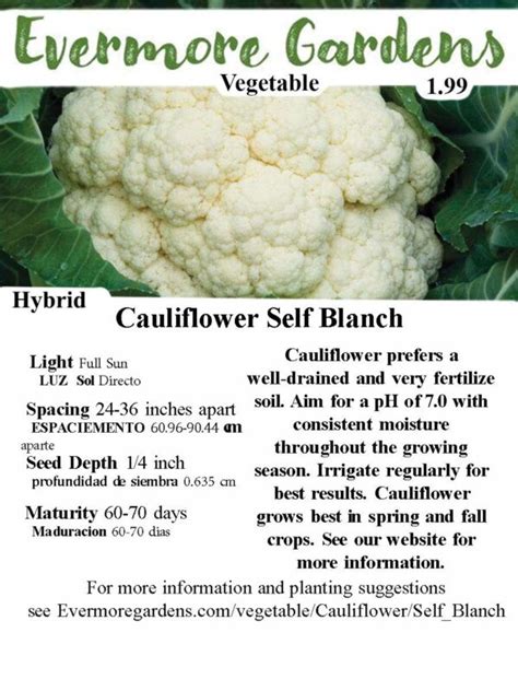 Cauliflower Self Blanche