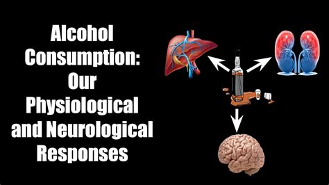 Alcohol Consumption Our Physiological And Neurological Responses Youtube