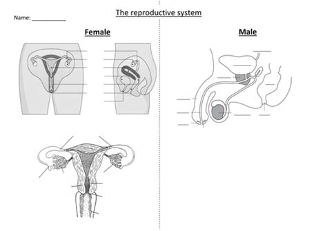 Ks3 Reproduction Lesson 2 Sex Organs Teaching Resources