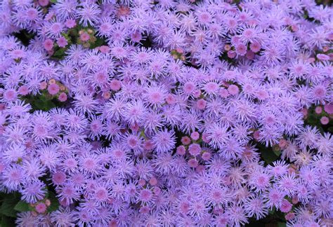 Maybe you would like to learn more about one of these? Buy Rare & Unusual Flower Seeds Online | Bulk Flower Seeds ...