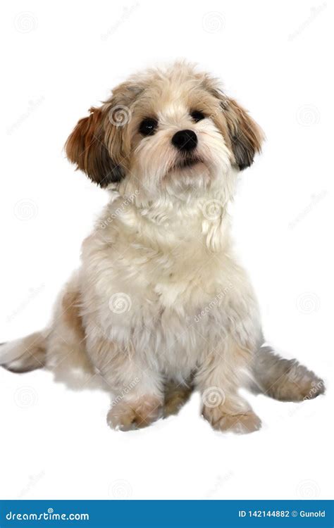 Little Havanese Puppy With Big Astonished Eyes Stock Photo Image Of