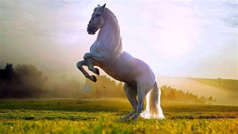 52 Beautiful Horse Desktop Wallpapers Wallpapersafari