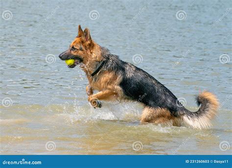 Young Happy German Shepherd Playing In The Water The Dog Splashes And