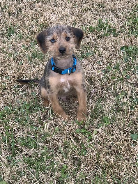 Over 4 weeks ago on americanlisted. Dorkie Puppies For Sale | Nashville, TN #326296 | Petzlover