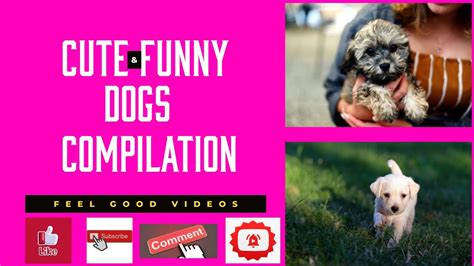 Cute And Funny Dog Compilation 1 Youtube