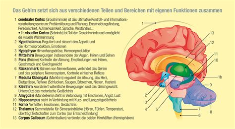 Normaler Gehirnfunktion Und Sehkraft Auge Swiss Alp Health