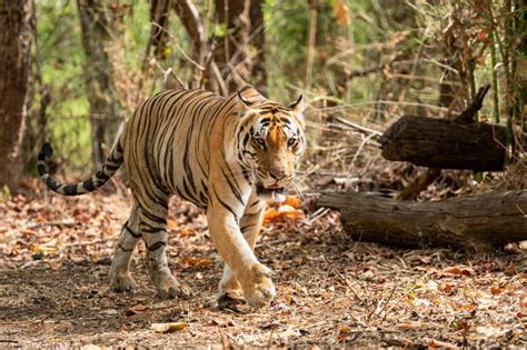 Top 5 Reasons To Visit Pench National Park For Tiger Safari