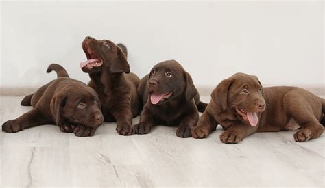 The sire and dam to this beautiful litter of puppies in willis and lou and this litter consists of 3 girls and 2 boys. 7 Things to Know About Labrador Retriever Puppies ...