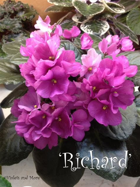 Richard Standard African Violet Available For Shipping Now From