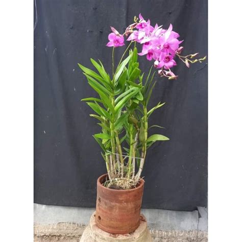 Jual Anggrek Dendrobium Larat Shopee Indonesia