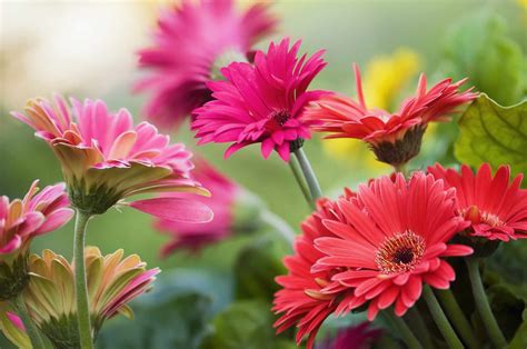 13 Recommmended Plants With Daisy Like Flowers