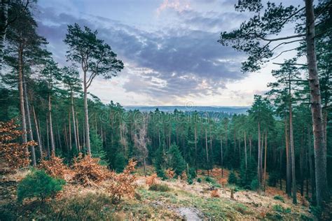 Pine Tree Forest In The Sunset Stock Photo Image Of Natural Forest