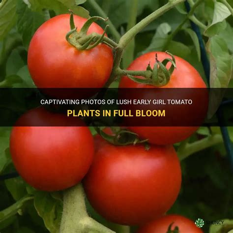 Captivating Photos Of Lush Early Girl Tomato Plants In Full Bloom Shuncy