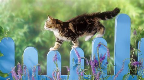 Cat Walking Fence Hd Desktop Wallpapers 4k Hd