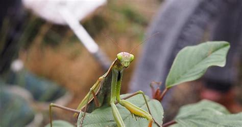 Mante Religieuse Mantis Religiosa Mantidae Album On Imgur