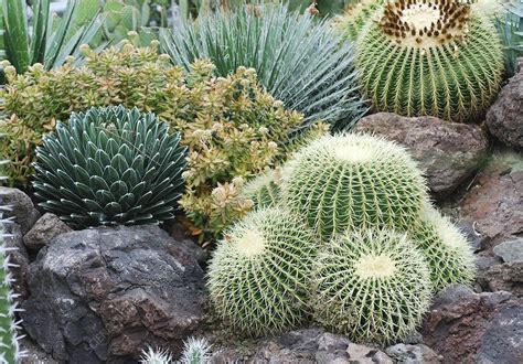 Barrel Cactus Echinocactus Grusonii Stock Image C0131825
