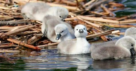 Nacen Cinco Crías De Cisne Blanco En El Río Charles En Boston