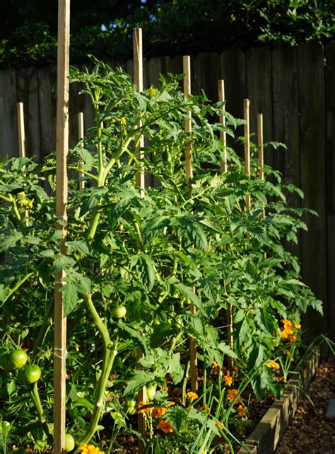 How To Build A Florida Weave Trellis For Ideal Tomato Support • Gardenary