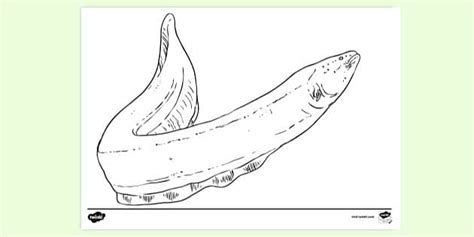 Free Electric Eel Colouring Sheet Colouring Sheets
