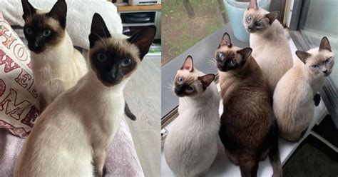 How Much Do Siamese Cats Cost Financial Aspects Of Owning This Unique