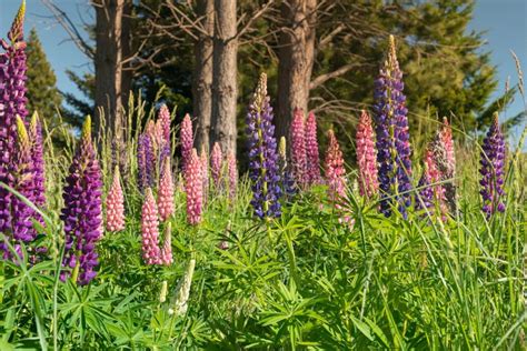 New Zealand Lupin Flower Field In Summer Season Stock Image Image Of