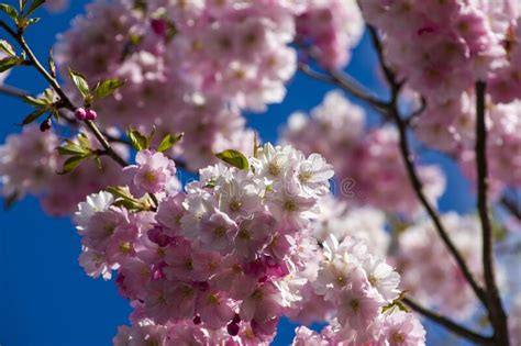 Close Up Of Sakura Tree Full In Blooming Pink Flowers Stock Image