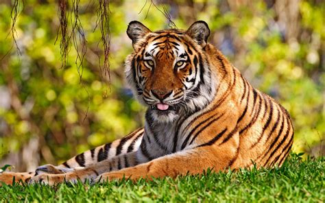 Tiger Widescreen Wallpapers Hd Wallpapers Id 5044