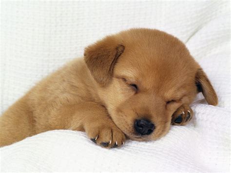 Cute Baby Dogs Wallpapers Wallpaper Cave