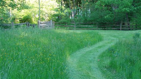 Maybe Its Time For You To Turn Lawn Into Meadow
