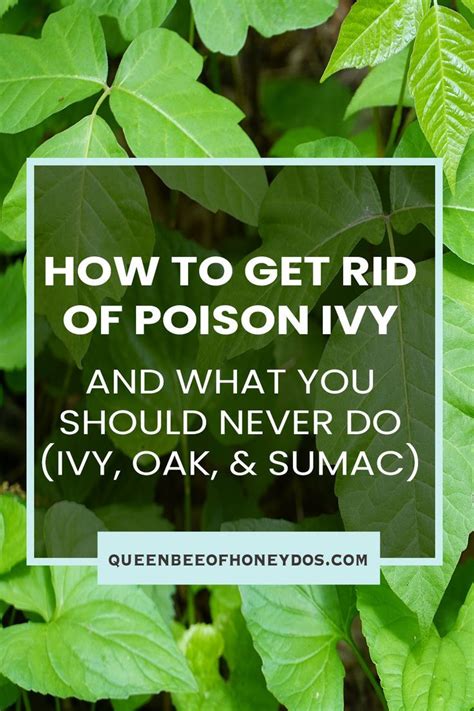 How To Get Rid Of Poison Ivy Plants In My Yard