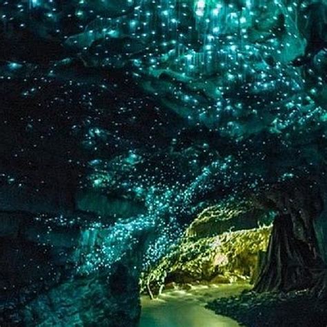 Waitomo Caves New Zealand Wanna Be In 2019 Glow Worm Cave