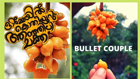 Anjili Chakka ആഞ്ഞിലി ചക്ക Kerala Fruits Youtube