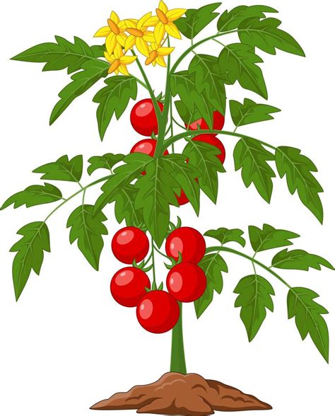 Tomato Plant Vector Art Icons And Graphics For Free Download