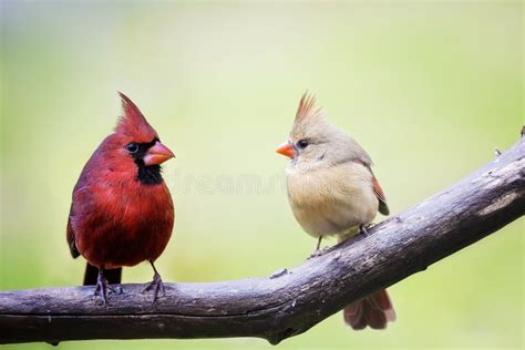 Male And Female Cardinal Love Birds Stock Image Image Of Brown