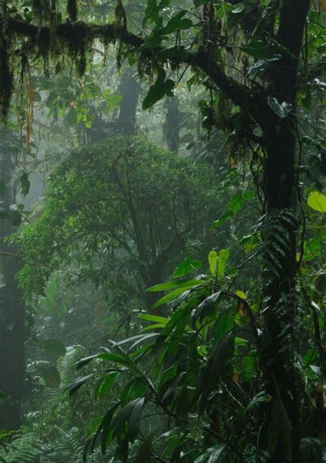The Humid And Thick Air Of The Tropical Rainforest Can Have A Smooth
