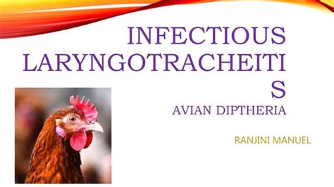 Infectious Laryngotracheitis Poultry