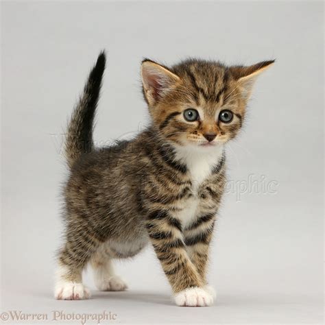 Tabby Kitten Standing On Grey Background Photo Wp42128