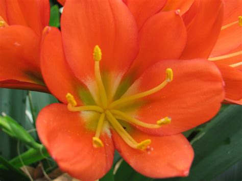Day lily yellow flowers in 6.33 in. Clivia miniata - Natal Lily, Bush Lily, Kaffir Lily ...