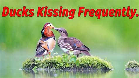 Ducks Kissing Each Other Youtube