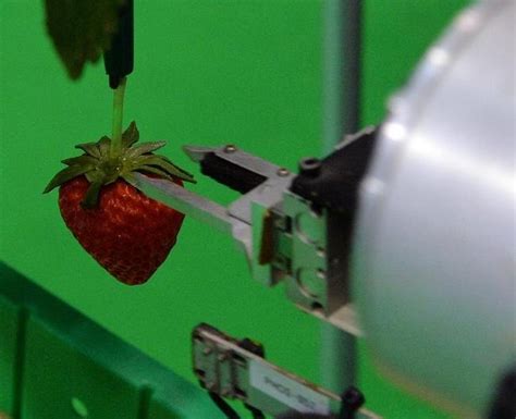 Strawberry Harvesting Robot