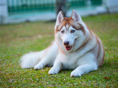 Are White Huskies Rare